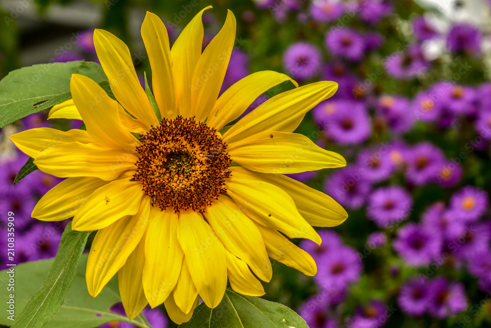 Obraz premium Beautiful Heliantus Tuberosus flower in summer time