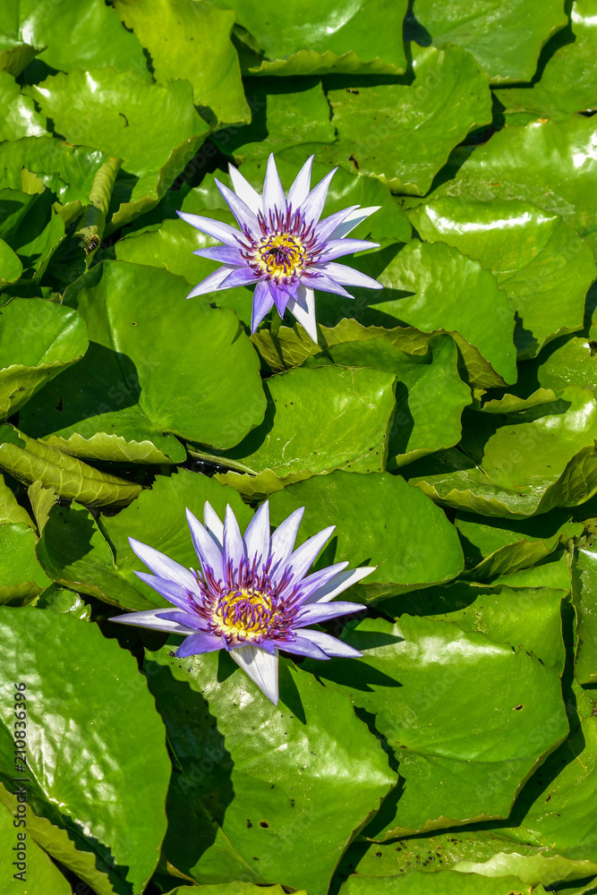 Beautiful waterlilly flower on the lake in summer time Beautiful waterlilly flower on the lake in summer time