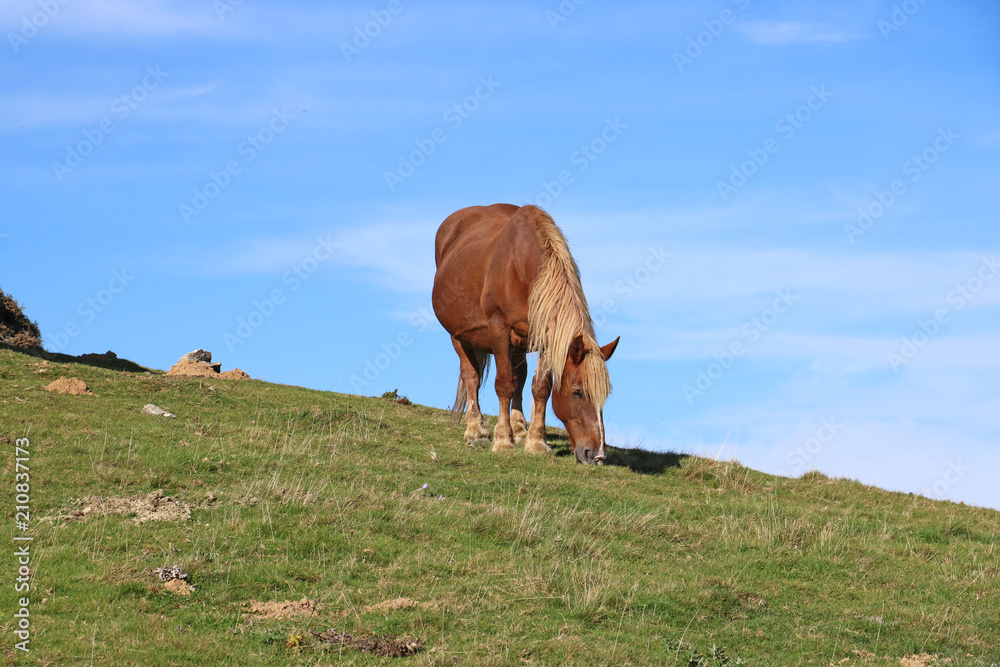 Pferd in den Pyrenäen Pferd in den Pyrenäen