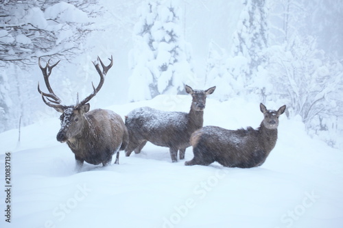 Rothirschgruppe im tiefen Winter photo