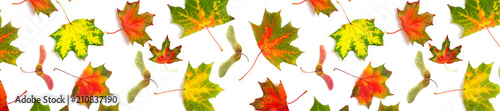 panorama maple leaf bright on white background