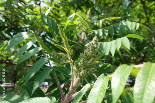 Florescence of Rhus typhina in late spring