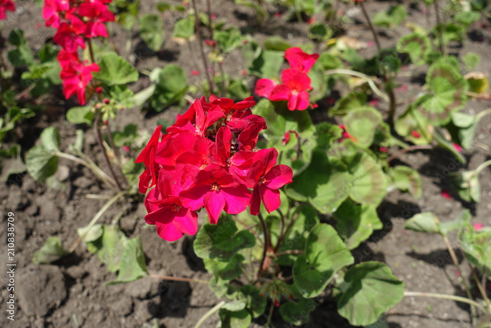 Red flowers of Zonal pelargoniums in May