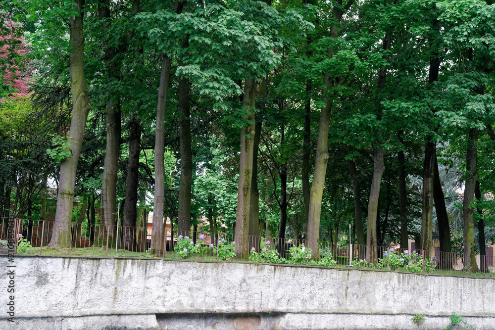 Green scene in public park, trees flowers and garden environment Green scene in public park, trees flowers and garden environment