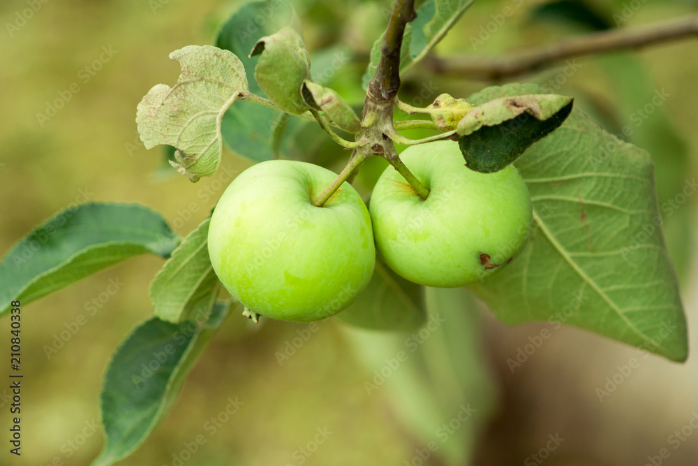 Green apples on branch Green apples on branch