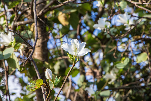 Árvore com flores brancas