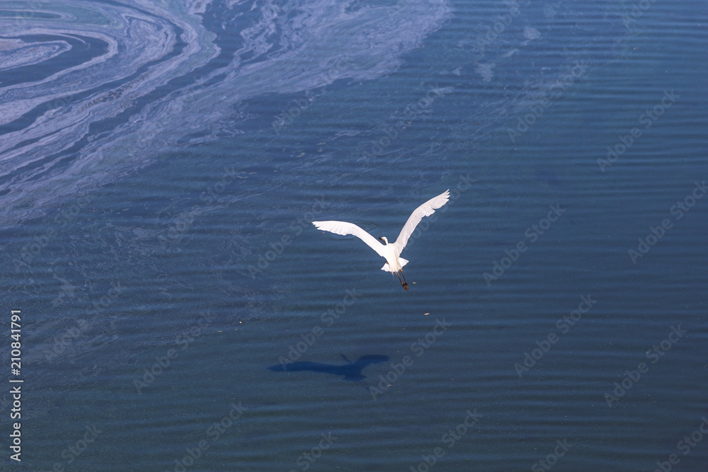 White bird flight on blue background. Freedom concept. Great egret, common egret, large egret , great white egret, great white heron White bird flight on blue background. Freedom concept. Great egret, common egret, large egret , great white egret, great white heron