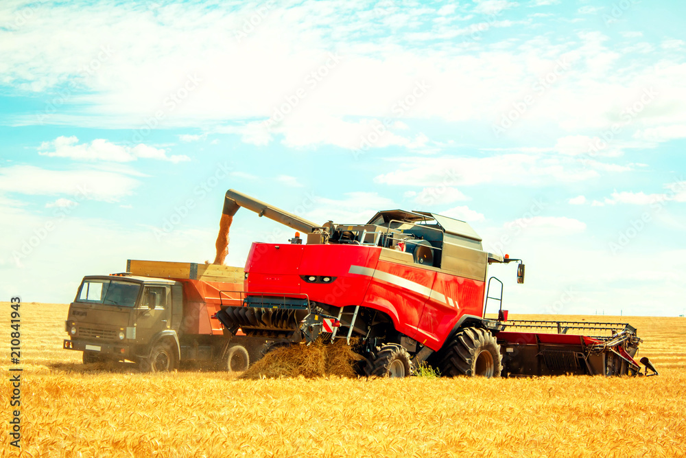 grain harvester on wheat field pouring grain into the truck grain harvester on wheat field pouring grain into the truck
