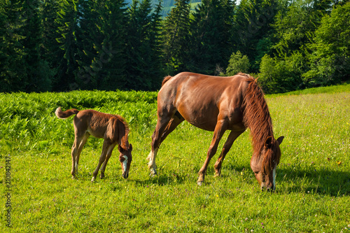 Grazing mother horse with foal at high-land pasture at Carpathian Mountains in rays of sunset. Picture of summer pasture on a background of mountains.