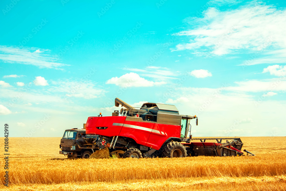 Naklejka premium harvester on wheat field pouring grain into the truck