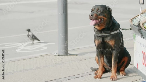 Dog waiting patiently leashed to a fruit stand outside store