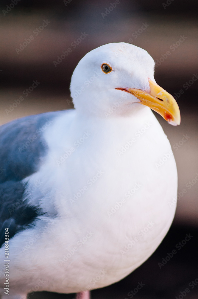 Beautiful seagull white and gray feather at Pier 39 San Francisco Beautiful seagull white and gray feather at Pier 39 San Francisco