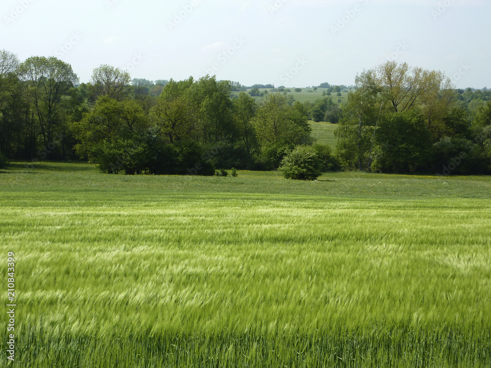 Fototapeta premium Getreidefeld im Bliesgau