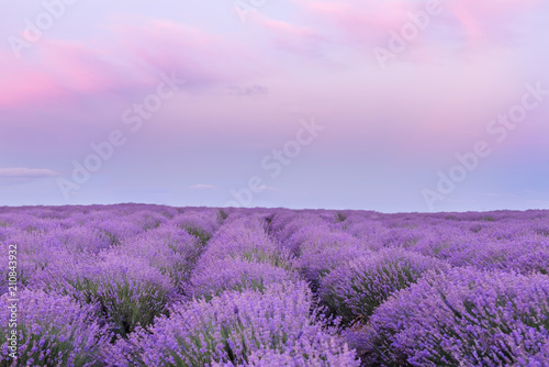 A gentle pink sunset in a lavender field. Flowering of lavender. 