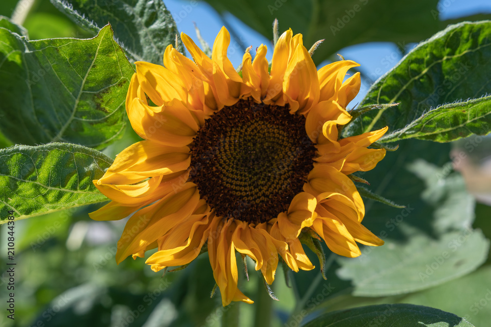 Obraz premium Sonnenblume