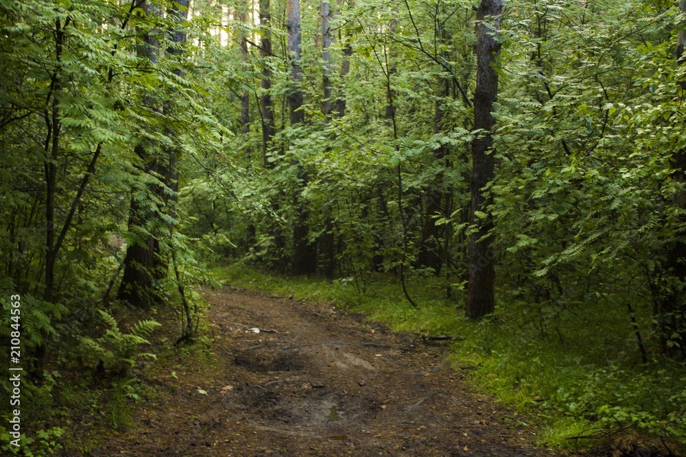 Fototapeta premium Forest road