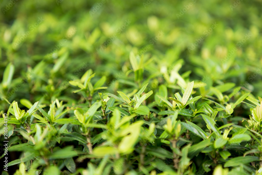 green grass pattern outdoor texture and background green grass pattern outdoor texture and background