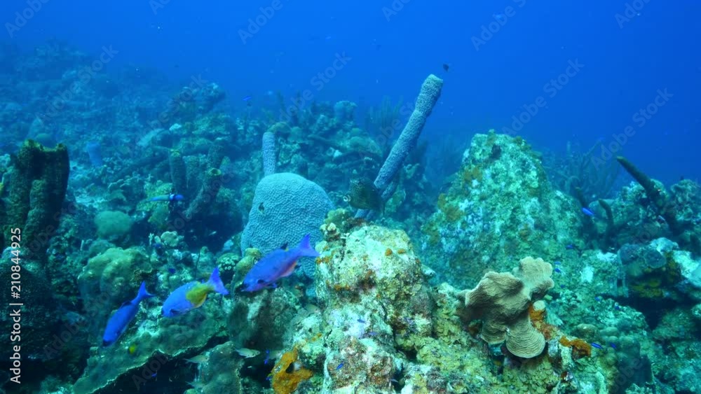 Seascape of coral reef / Caribbean Sea / Curacao with various hard and soft corals, sponges and sea fan Seascape of coral reef / Caribbean Sea / Curacao with various hard and soft corals, sponges and sea fan