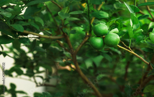 Green limes on a tree. Lime is Species same type citrus fruit and Lemon, containing Citric Acid (AHA : Alpha Hydroxy Acids) juice. Limes are excellent source of vitamin C.