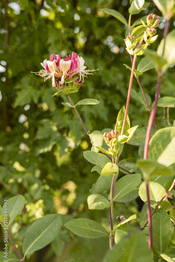 Lonicera - Honeysuckle flower outdoors in nature. Lonicera - Honeysuckle flower outdoors in nature.