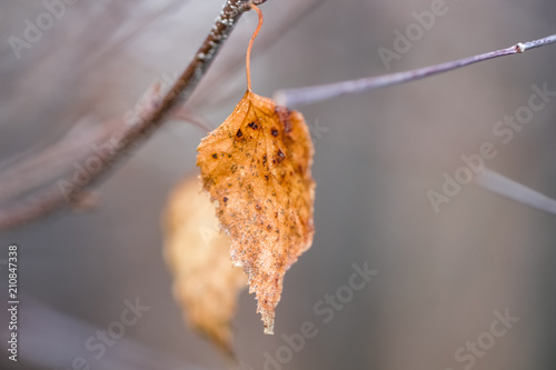 Winter Leaf