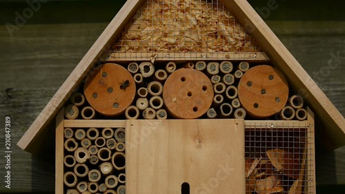 emerging from nest tubes in an insect hotel