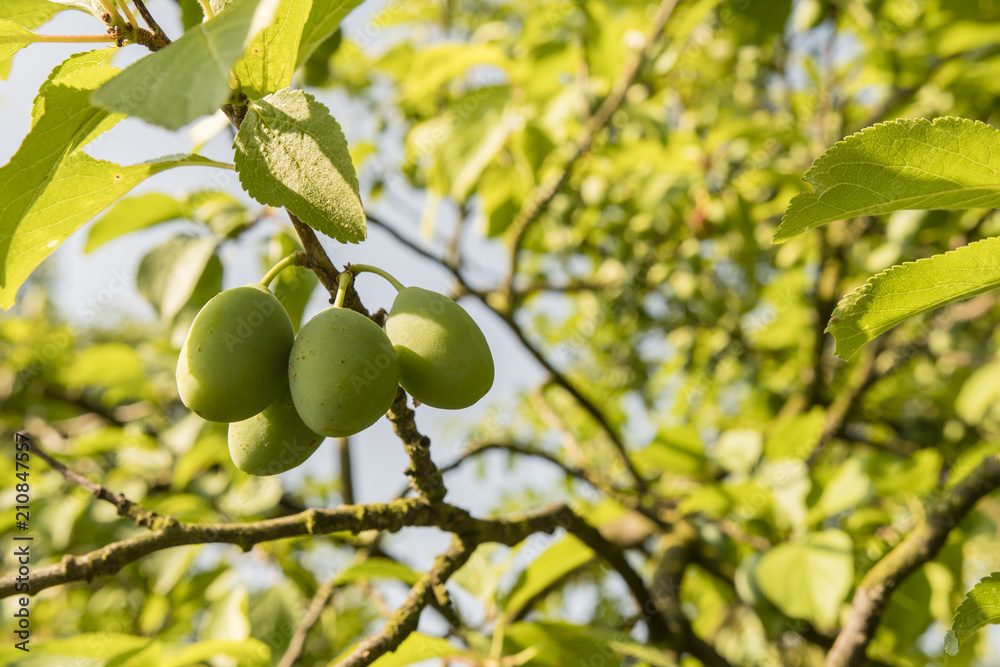 Green plums on a branch.