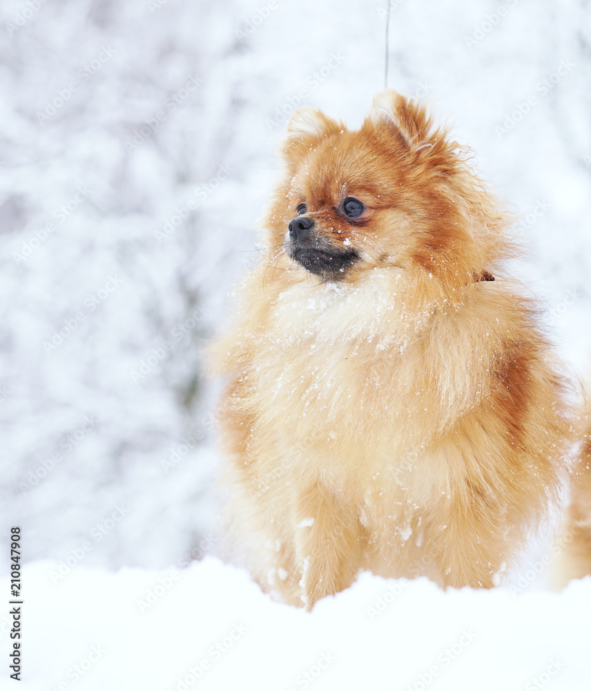 Beautiful pomeranian puppy is standing in a white snow. Pet animals. Beautiful pomeranian puppy is standing in a white snow. Pet animals.