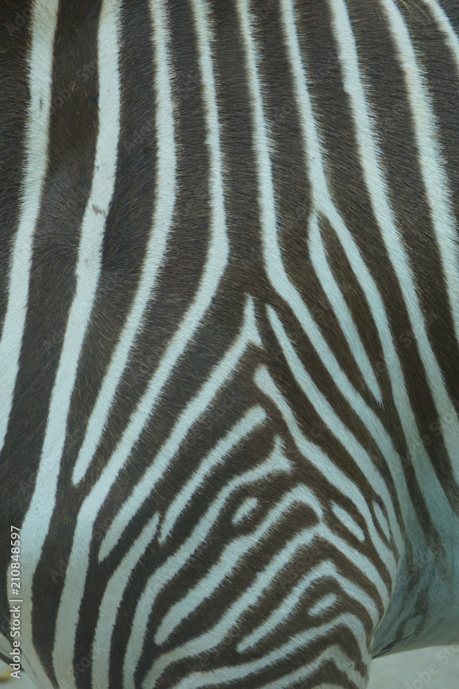 zebra stripes zebra stripes