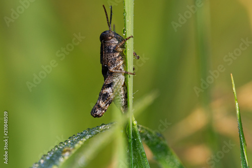 Brown grasshopper in its natural environment, field with morning dew, Danubian wetland, Slovakia, Europe