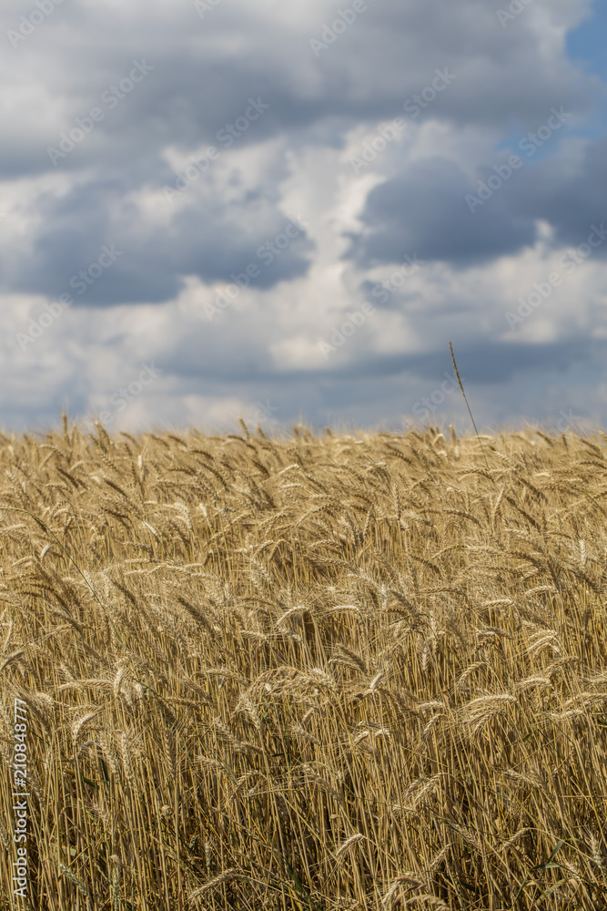 Fototapeta premium yellow wheat field in summer time
