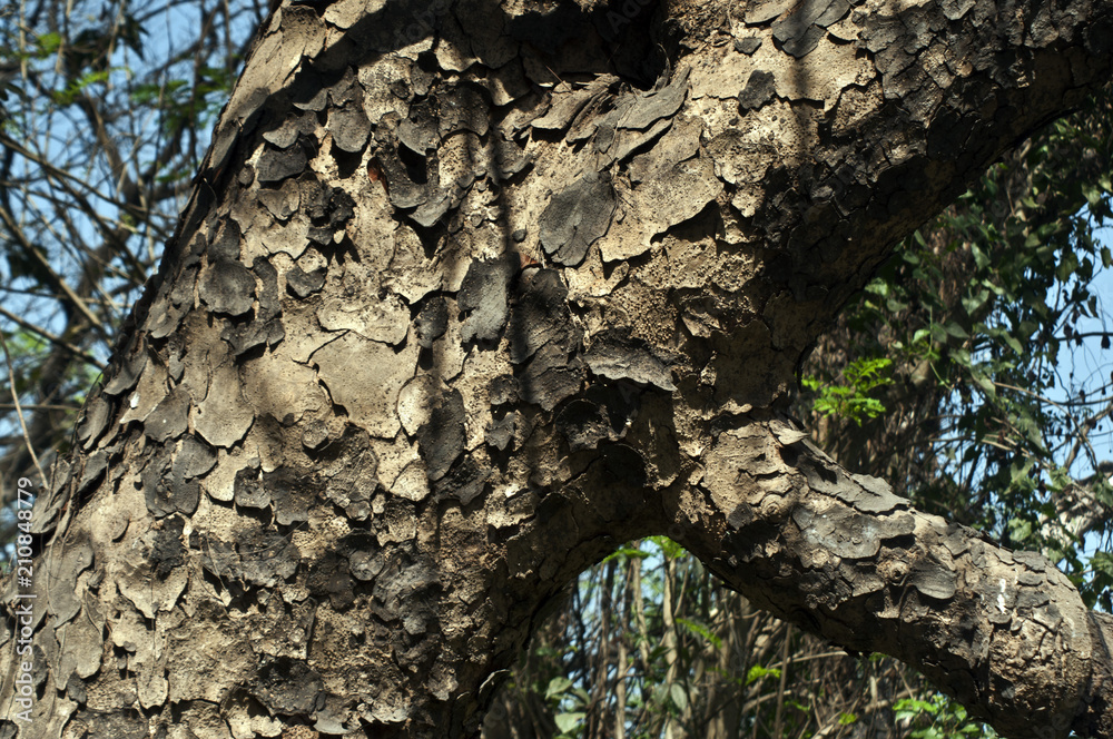 Fototapeta premium Texture
