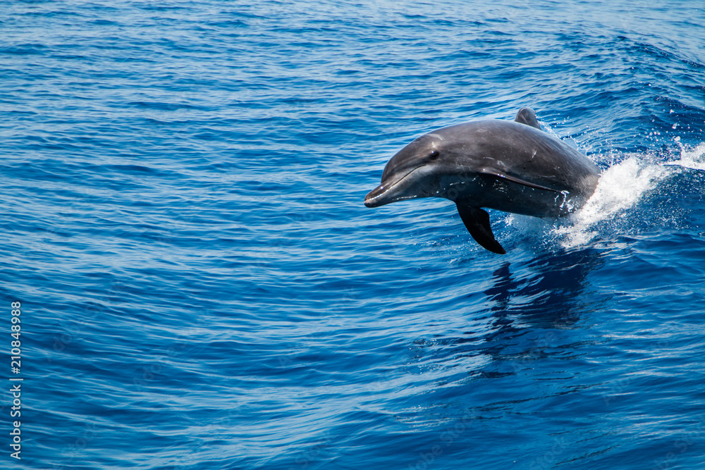 Fototapeta premium Bottlenose Dolphin (Tursiops truncatus) breaching the water, riding a wave.