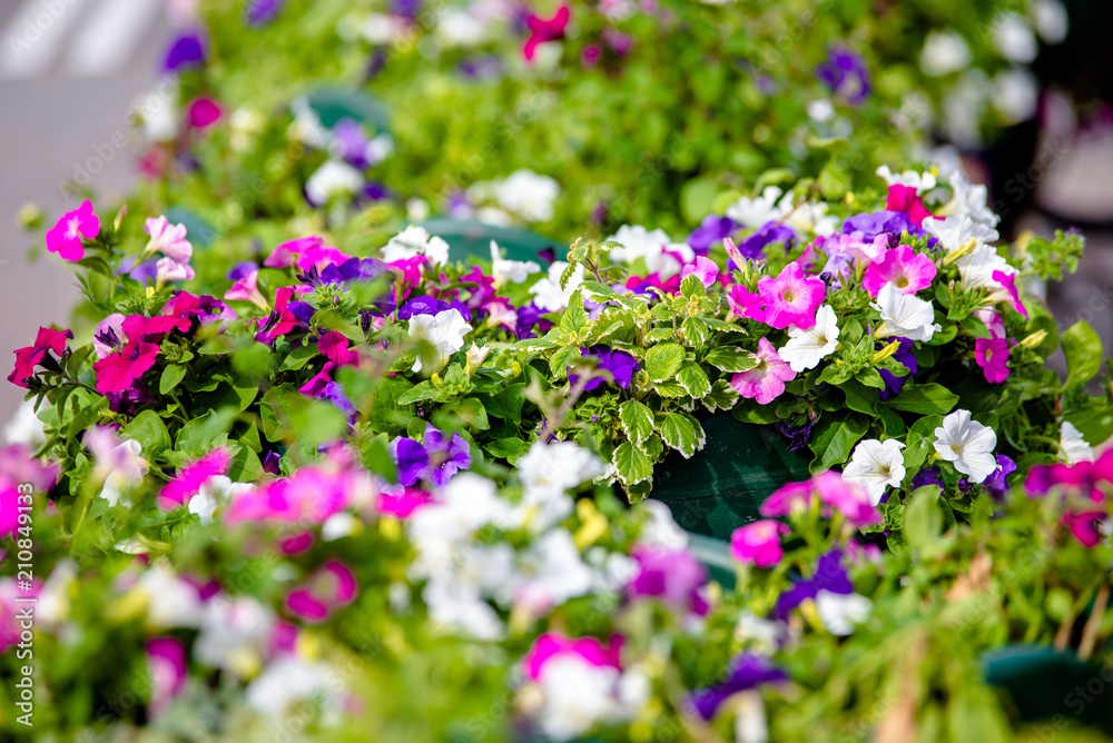 Colorful petunias grow on flower beds in the city 