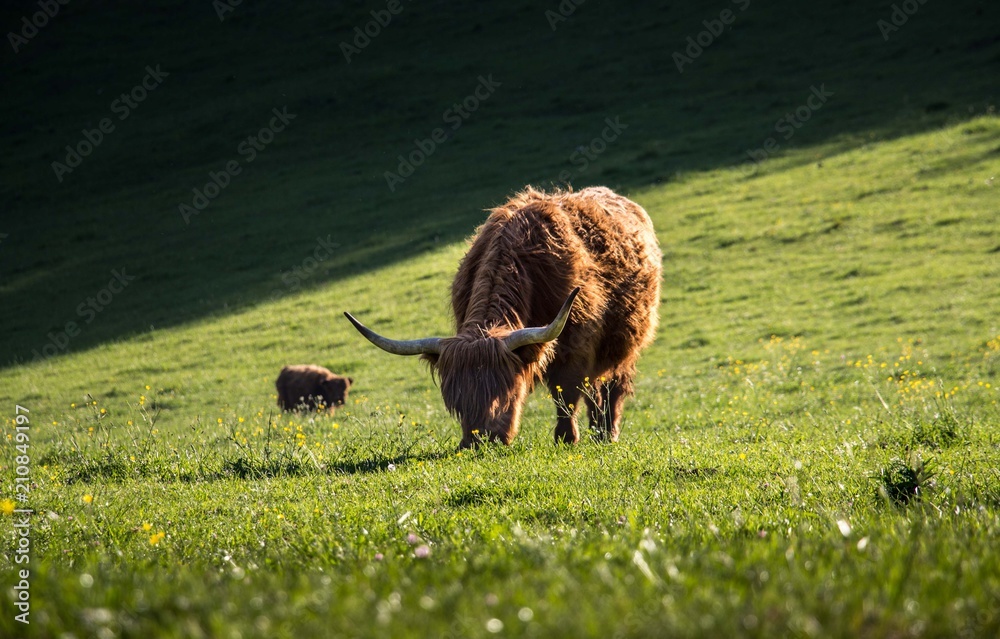 Highland cattle on a pasture in Logar Valley. Highland cattle on a pasture in Logar Valley.