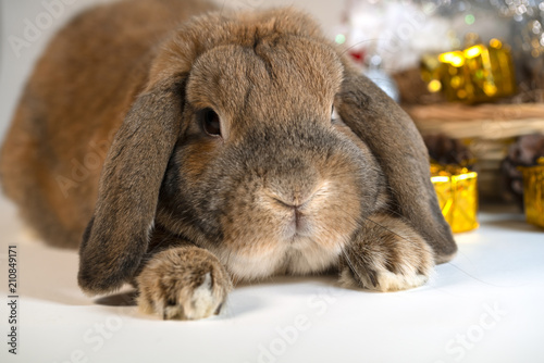 Lop-eared decorative rabbit sits under a Christmas tree decorated with a Christmas tree. A happy family. Winter Holidays.