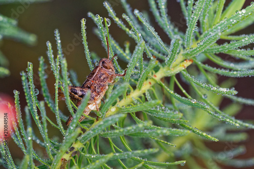 Brown grasshopper in its natural environment, field with morning dew, Danubian wetland, Slovakia, Europe