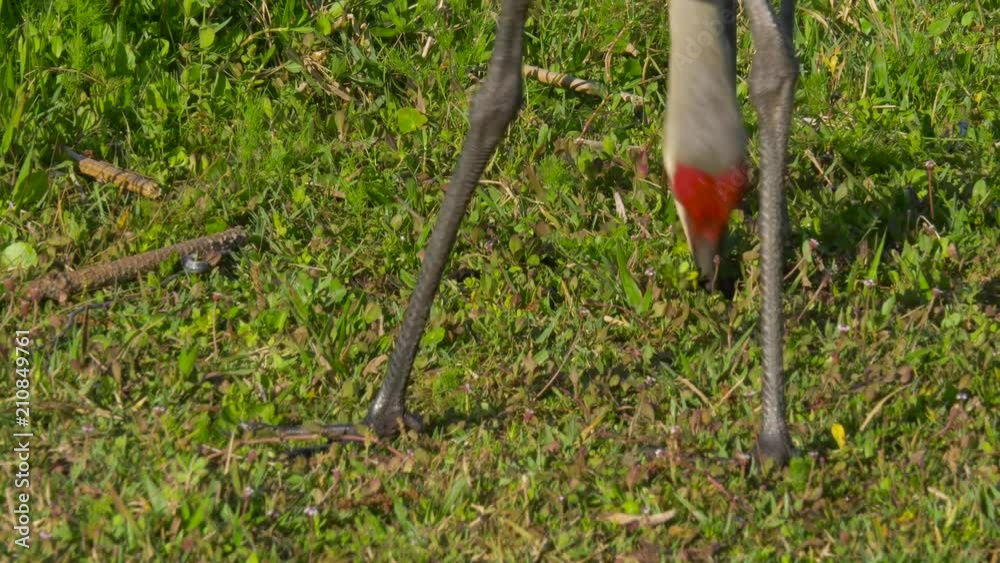 Grus canadensisextract worms from the soil and eat them. Sandhill crane head and neck against a green grass background. Sandhill Crane (Grus canadensis) close up shot. Grus canadensisextract worms from the soil and eat them. Sandhill crane head and neck against a green grass background. Sandhill Crane (Grus canadensis) close up shot.