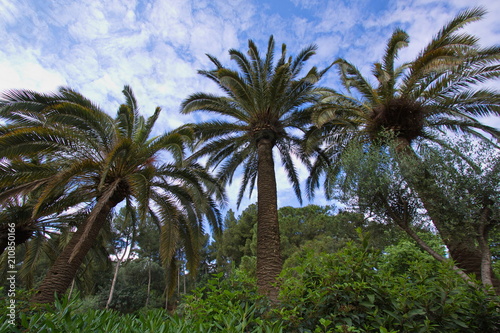 Palm trees in Park Guell in Barcelona © kstipek