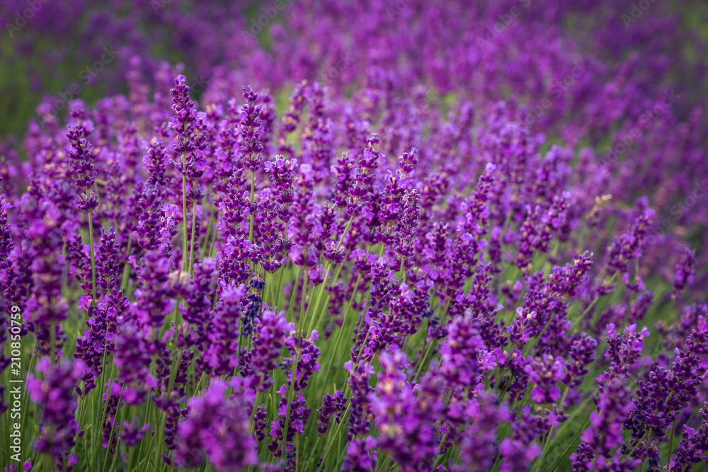 Lavender field in Ostrow near Cracow, Malopolskie, Poland Lavender field in Ostrow near Cracow, Malopolskie, Poland