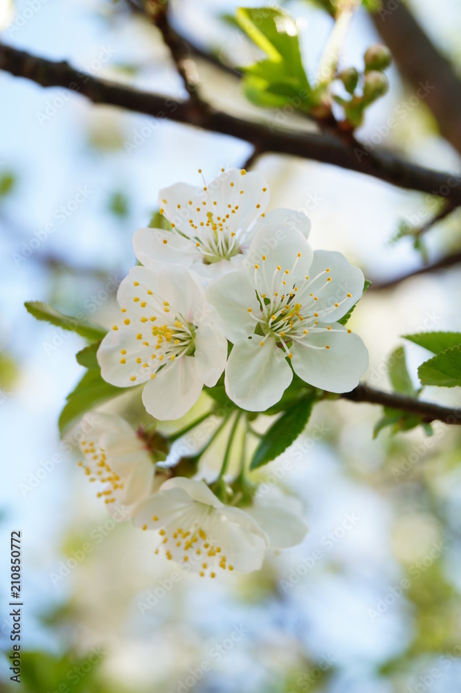 Fototapeta premium Kirschbaum Blüten