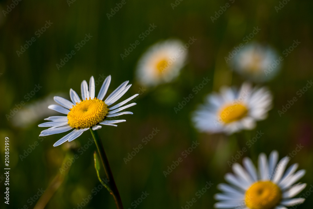 Obraz premium Blurred meadow flowers 