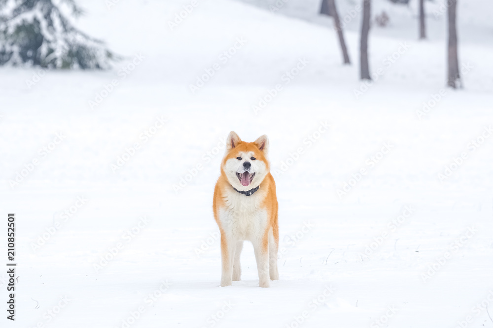 Portrait of beautiful japanese akita inu on snow in the park.