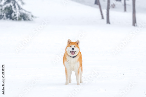 Portrait of beautiful japanese akita inu on snow in the park. © zphoto83