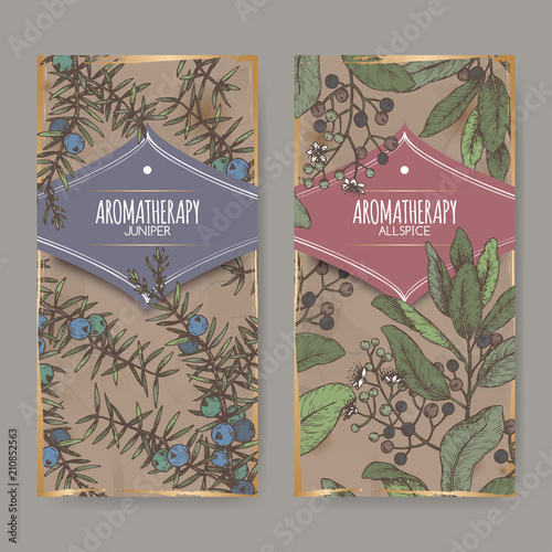 Two color labels with Juniperus communis aka juniper and Pimenta dioica aka allspice sketch on vintage background.