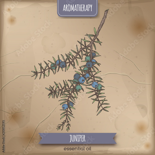 Juniperus communis aka juniper branch color sketch on vintage background.