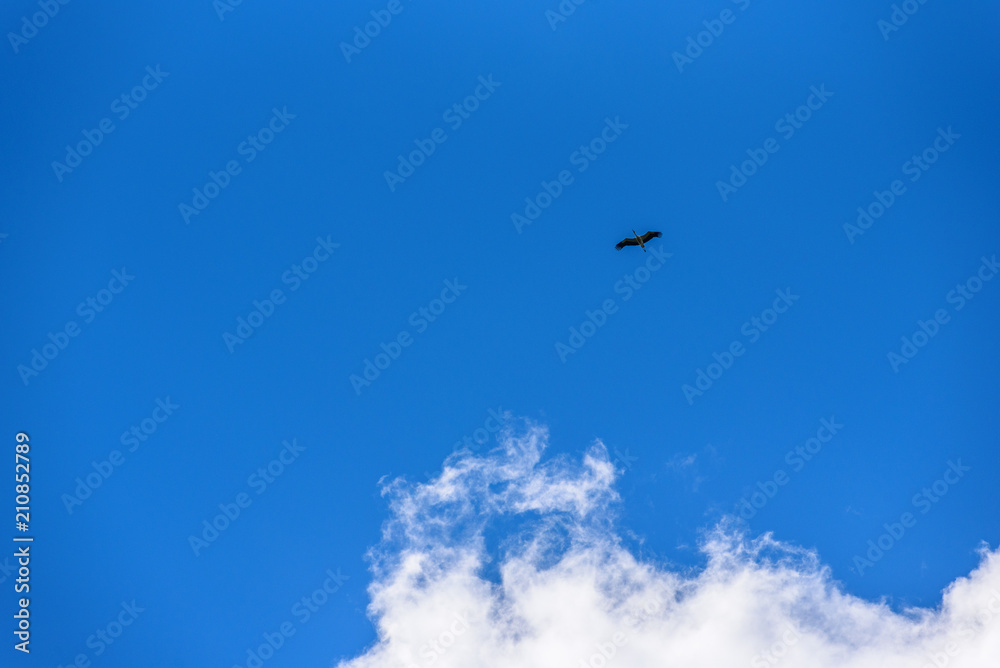 Fototapeta premium the stork flies against the background of clouds