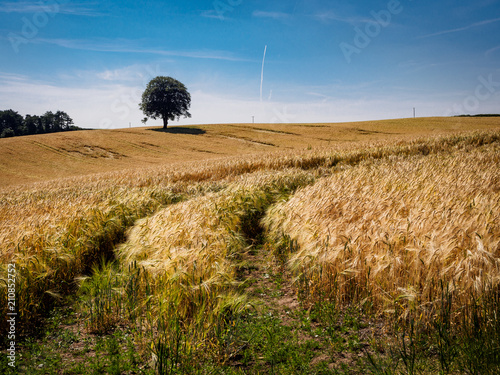 Field of Golden wheat under the blue sky and clouds in the Welsh Countryside