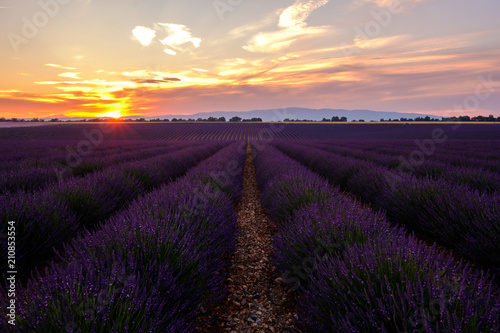 Champ de lavande, coucher de soleil, beau ciel coloré nuageux. Plateau de Vlensole, Provence, France.