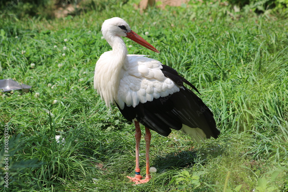 Fototapeta premium Bird 3